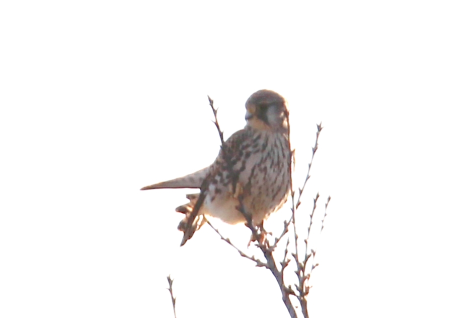 piccolo falco, brutte foto: GHEPPIO Femm.